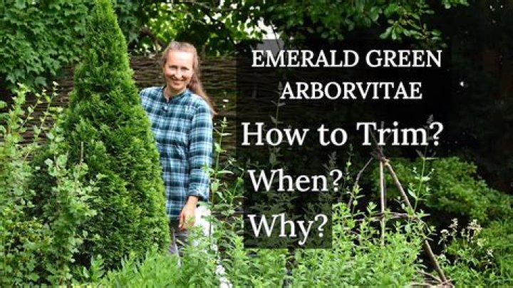 Do emerald green arborvitaes turn brown?