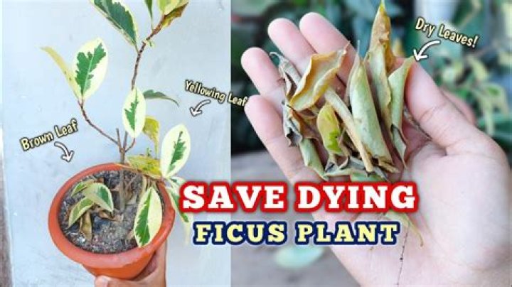 Do fig trees die back every year?