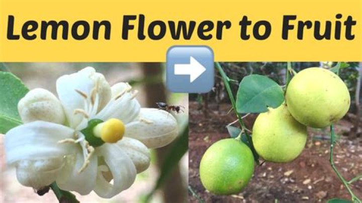 Do flowers on lemon trees turn into lemons?