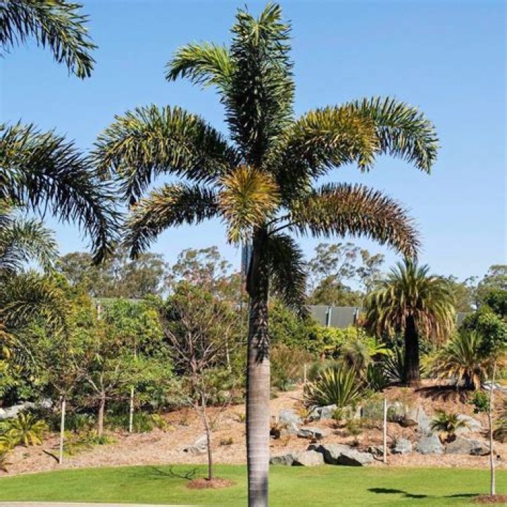 Do foxtail palms drop leaves?