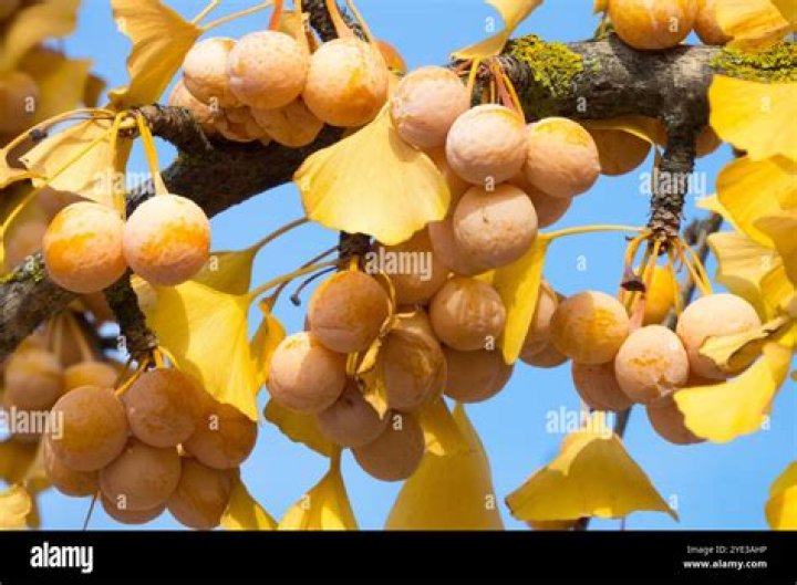 Do ginkgo trees drop berries?
