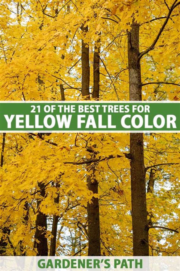 Do hemlock trees turn yellow in the fall?
