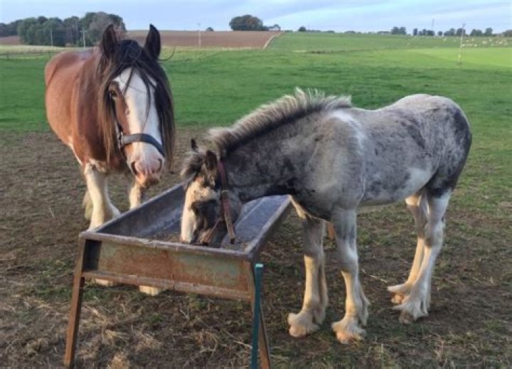 Do horses eat straw or hay?