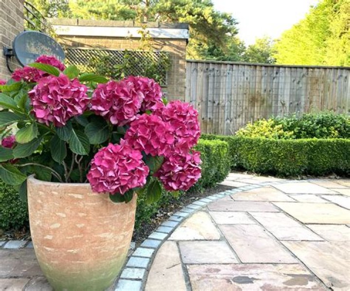 Do hydrangeas need big pots?