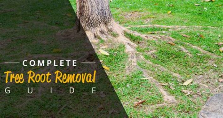 Do I need to remove old tree roots?