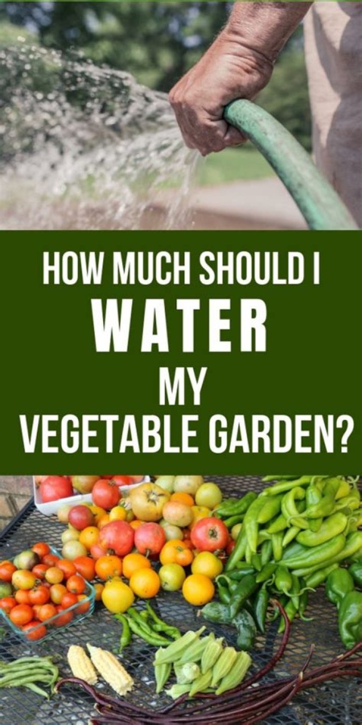Do I need to water my vegetable garden every day?