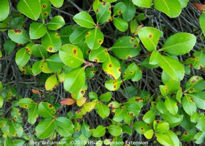 Do Indian hawthorn lose their leaves?