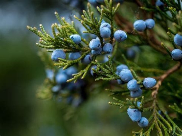 Do junipers rejuvenate?