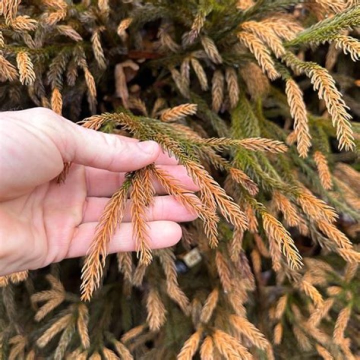 Do Leyland cypress dropping needles?