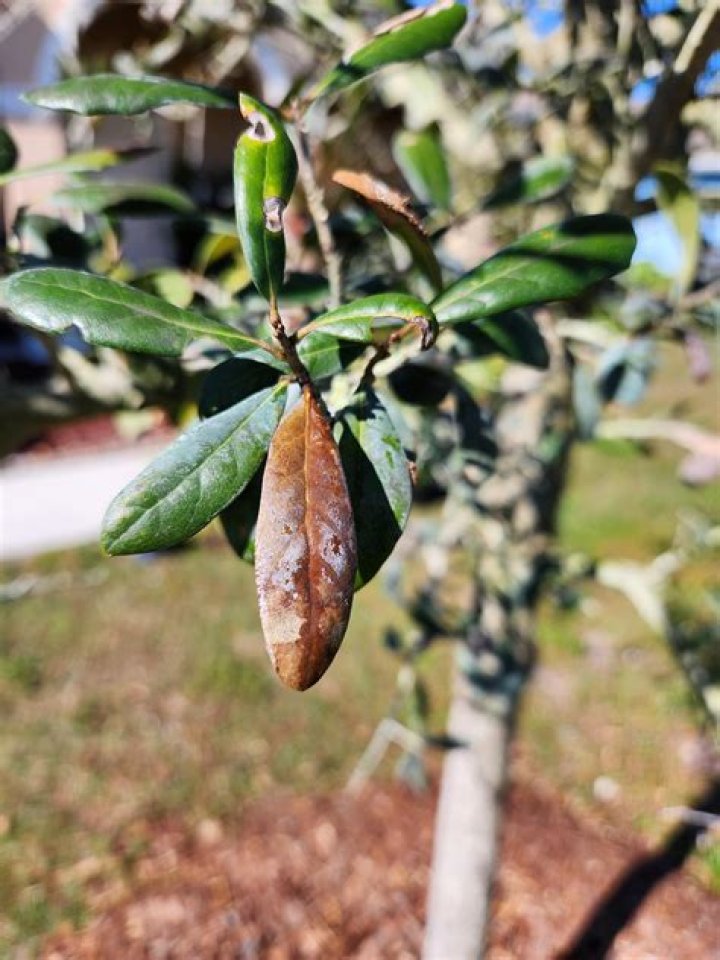 Do live oak trees lose their leaves?