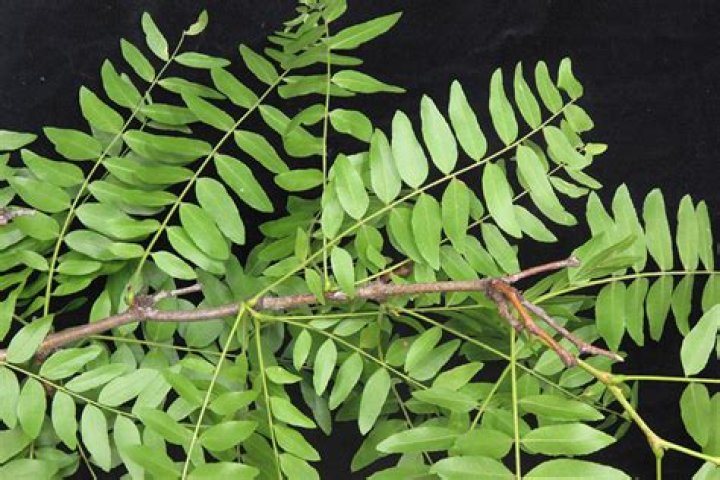 Do locust trees get leaves late?