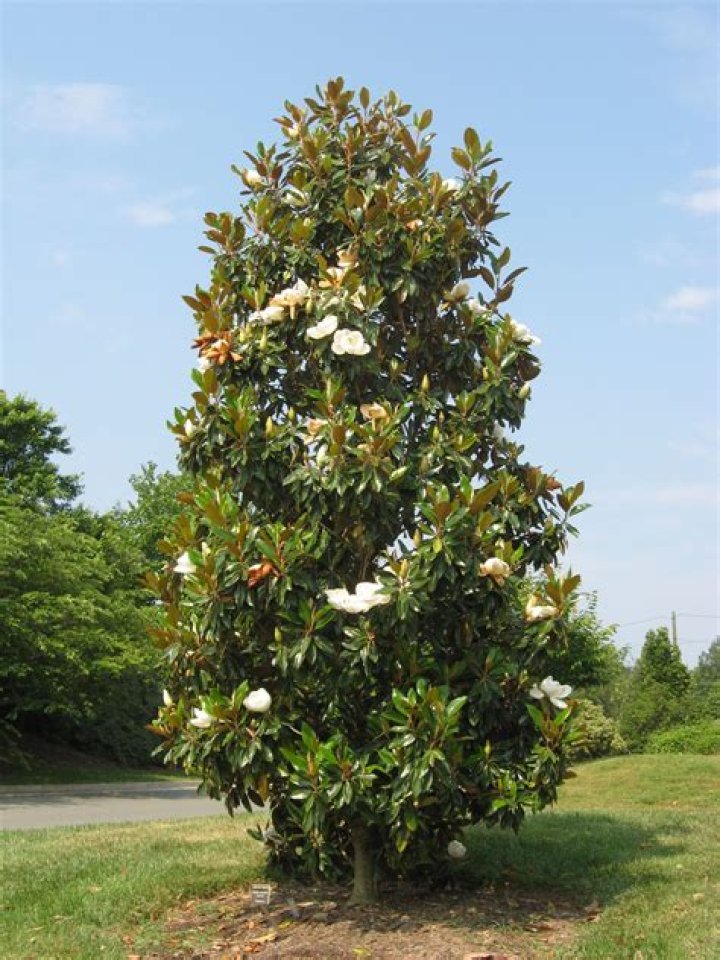 Do magnolia trees grow in Houston?