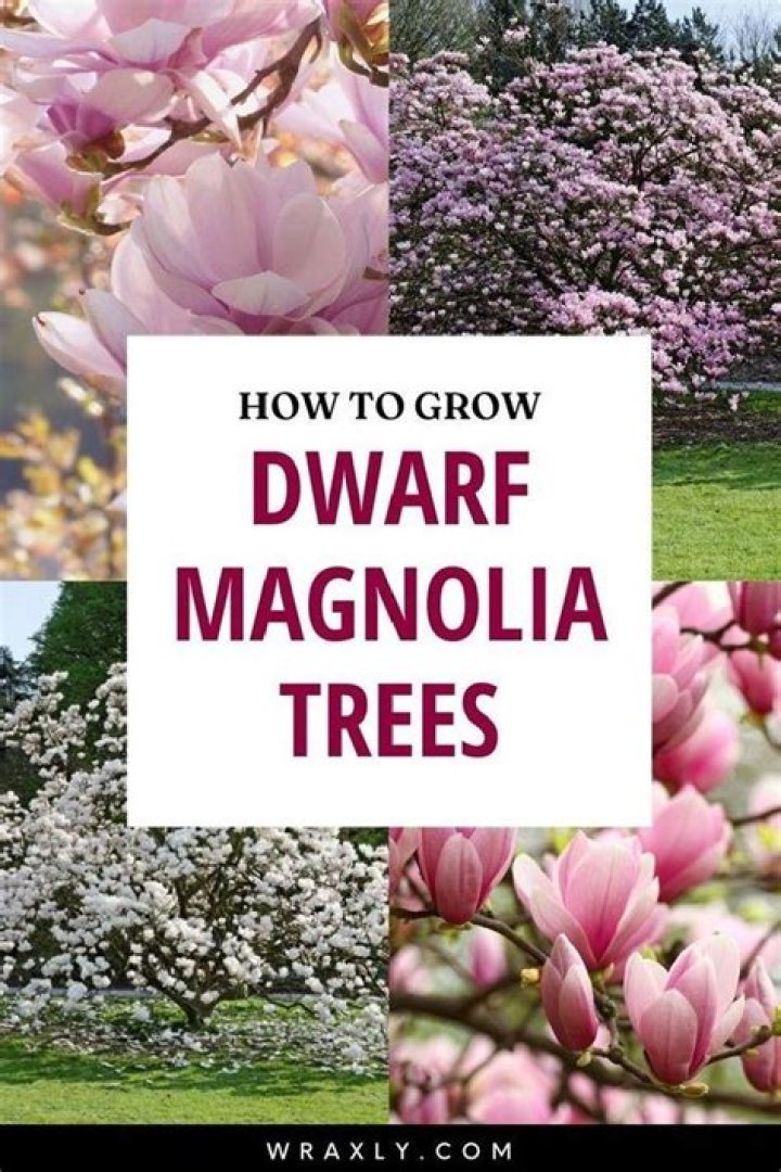 Do magnolia trees grow well in pots?