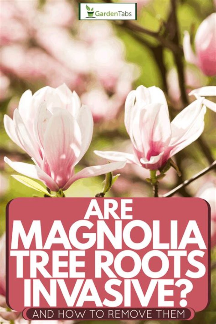 Do magnolia trees have destructive roots?