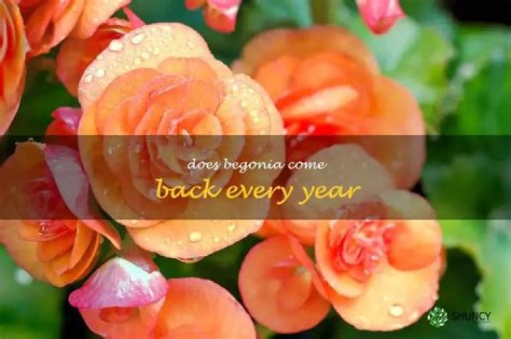 Do magnolias come back every year?
