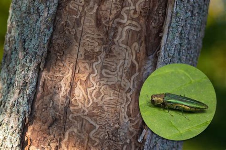 Do maple trees get borers?
