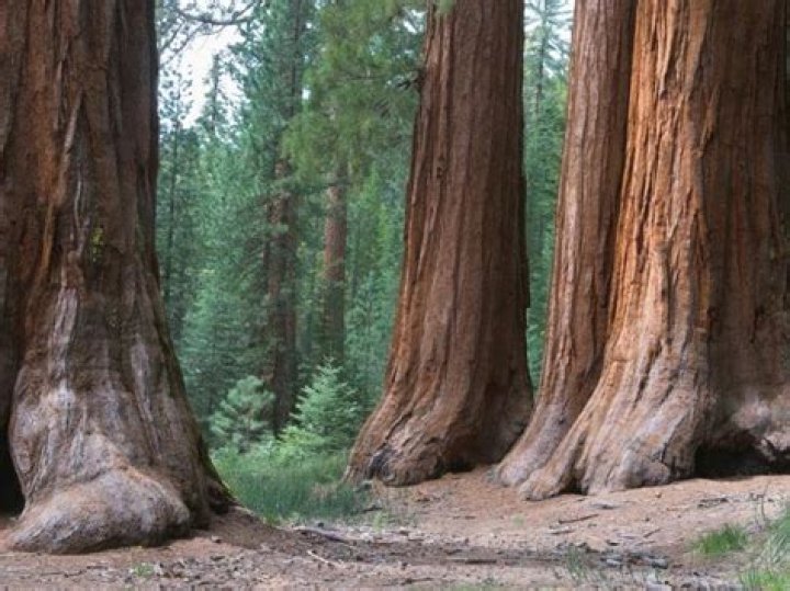 Do maple trees have invasive roots?