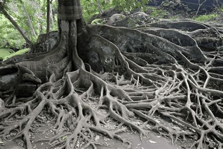 Do maple trees root deep?
