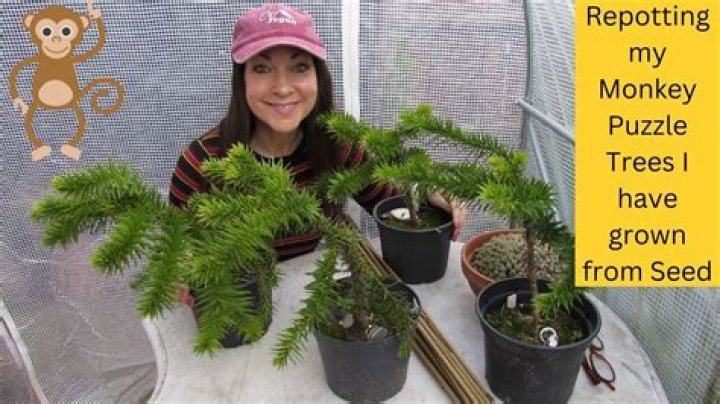 Do Monkey Puzzle trees grow fast?