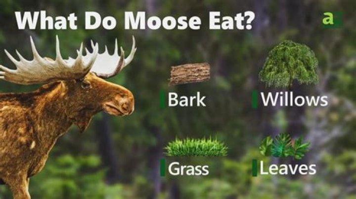 Do moose eat pine trees?