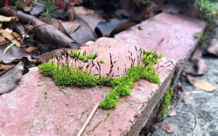 Do mosses live on land?