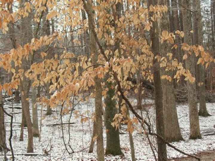 Do mulberry trees drop their leaves in winter?