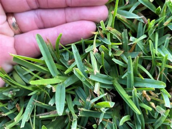 Do nematodes affect St Augustine grass?