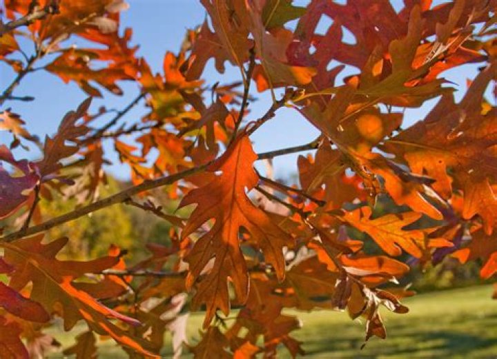 Do oak tree leaves fall in spring?