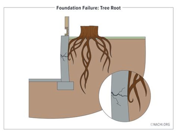 Do oak trees cause foundation problems?