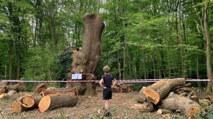 Do oak trees develop over time?