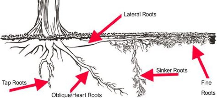 Do oak trees have an invasive root system?