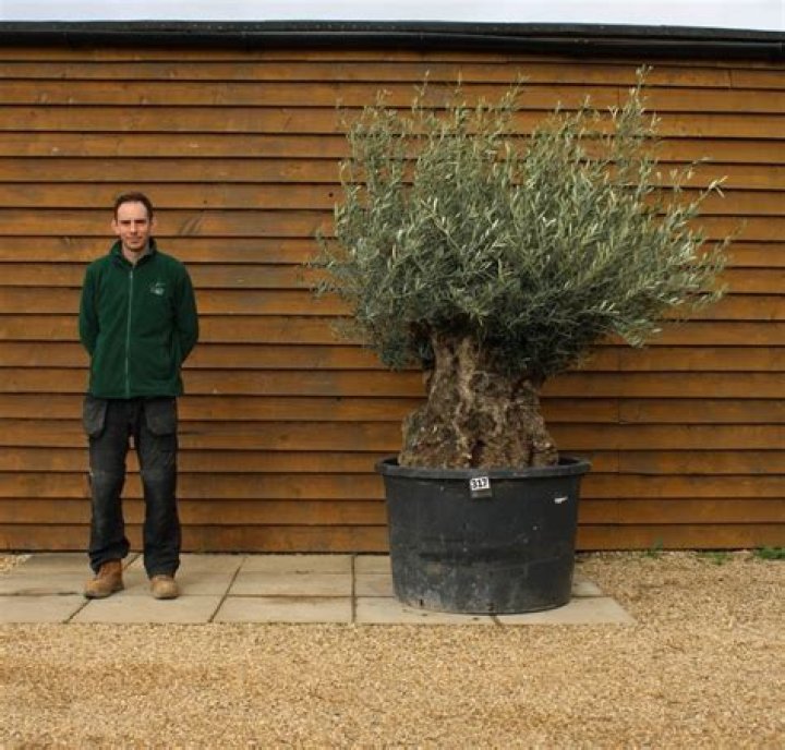 Do olive trees make good house plants?