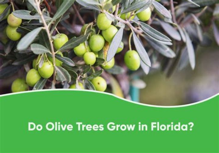 Do olives grow on new growth?