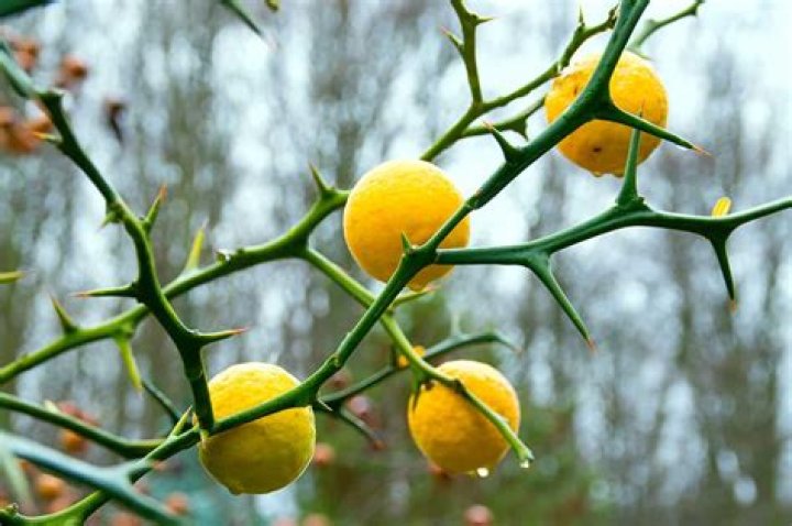 Do orange trees with thorns produce fruit?