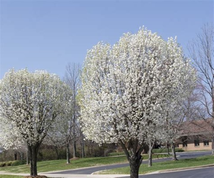 Do ornamental pear trees have invasive roots?