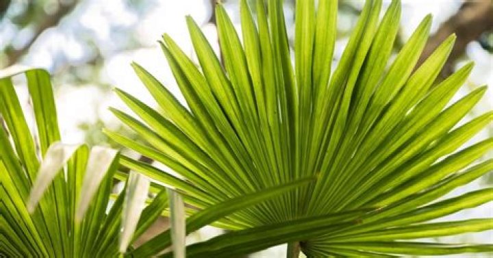 Do palms shed leaves?