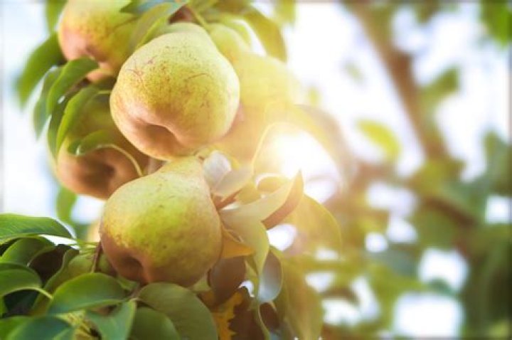 Do pear trees need to be in pairs?