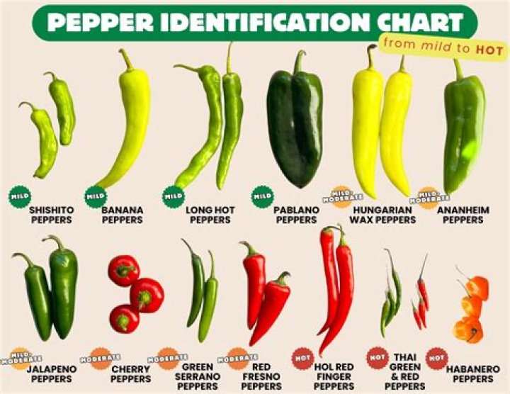 Do peppers germinate in light?