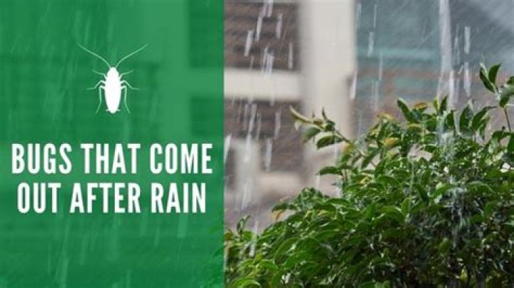 Do pill bugs come out in the rain?