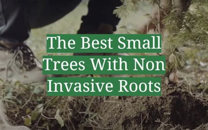 Do pin oak trees have invasive roots?