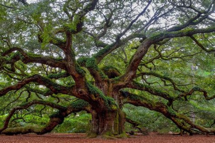 Do pin oaks have deep roots?