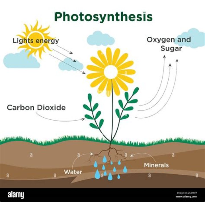Do plants grow through photosynthesis?