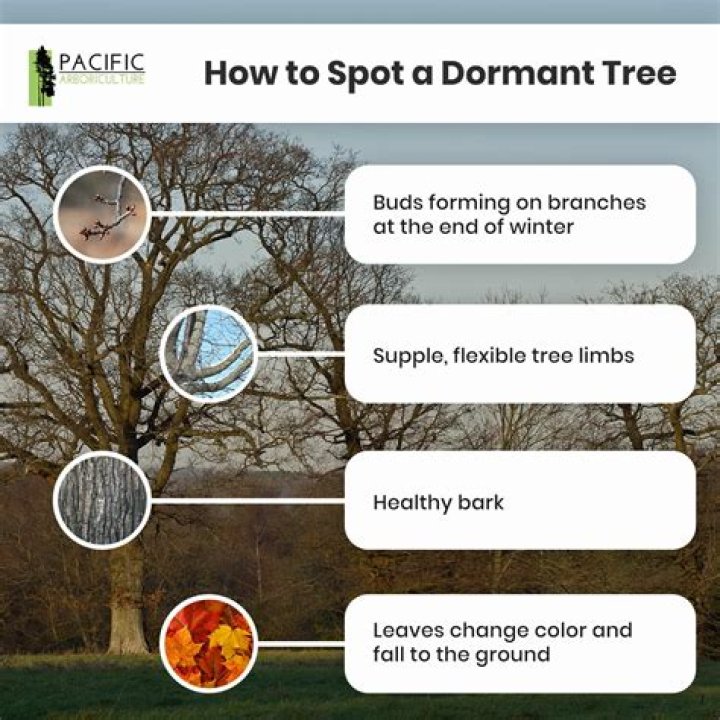 Do plum trees go dormant?