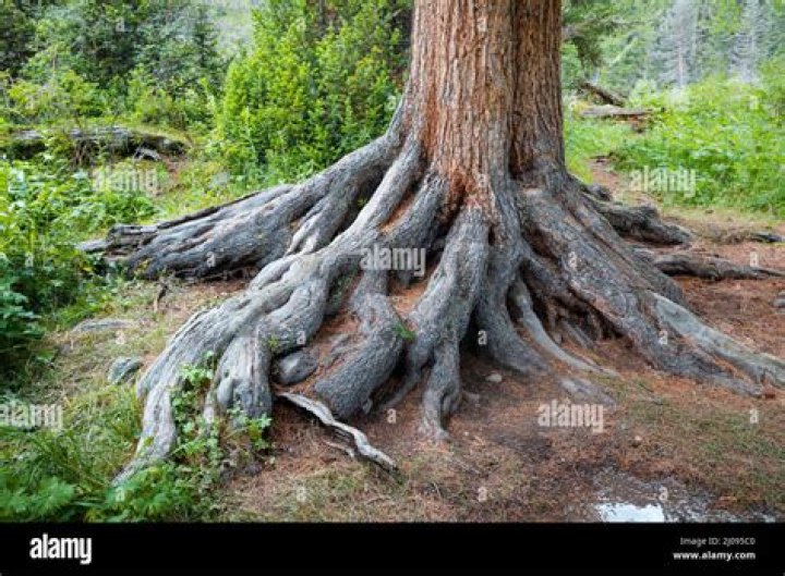 Do ponderosa pines have deep roots?