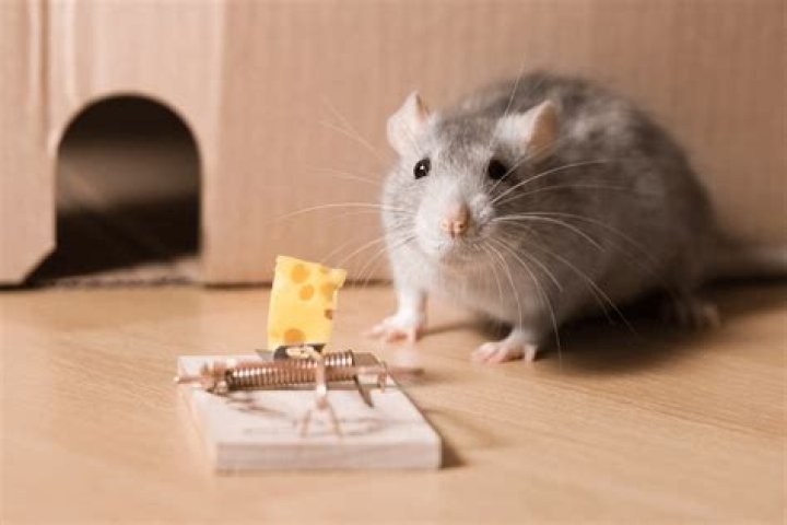 Do rats eat cheese?