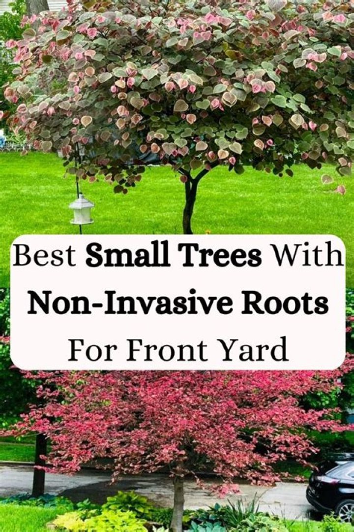 Do Raywood Ash trees have invasive roots?