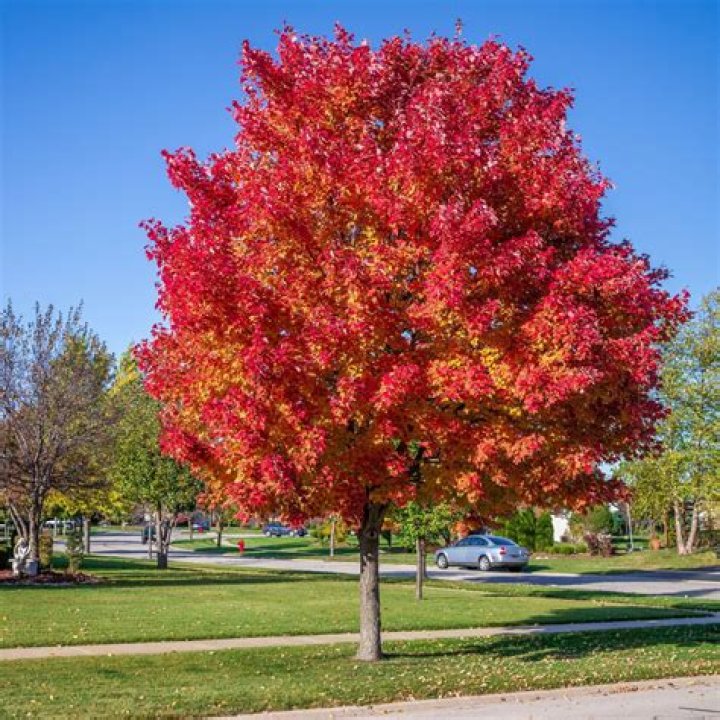 Do red maples change color?