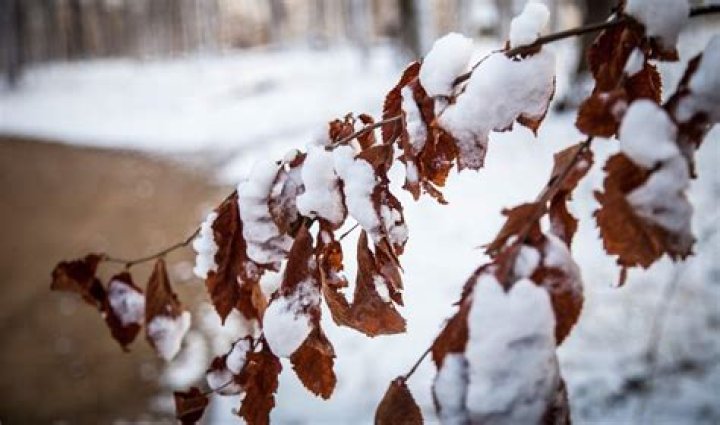 Do red oak trees lose their leaves in winter?