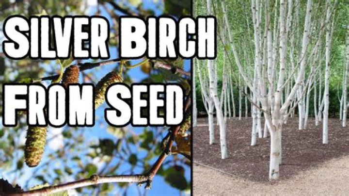 Do river birches grow fast?
