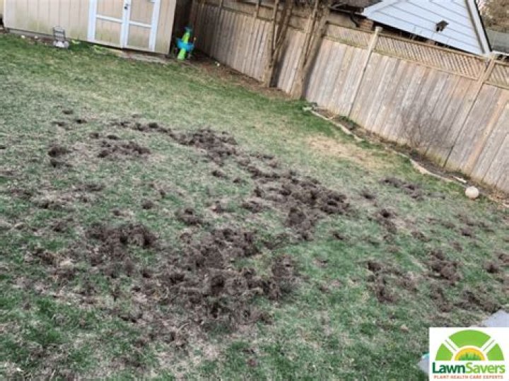 Do shrews damage lawns?
